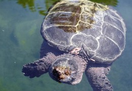 肌醇——魚、蝦飼料的能量補(bǔ)給站！