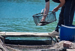 β－羥基－β－甲基丁酸在水產(chǎn)動物中應(yīng)用的研究進展（上）