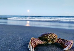 甲殼素和殼多糖在化妝品中的應(yīng)用(下)