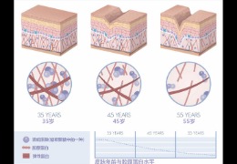 水潤皮膚的秘密武器，乙酰殼糖胺和透明質(zhì)酸的甜蜜聯(lián)盟！