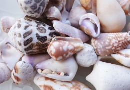 芋螺肽：2023年備案的化妝品新原料，不得宣稱為抗皺神器