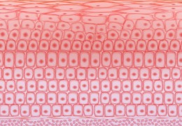 如何保護皮膚，才能使皮膚看起來健康？